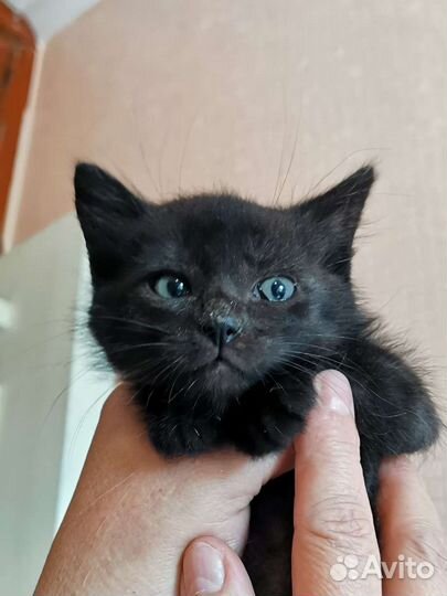 Чёрный котенок девочка