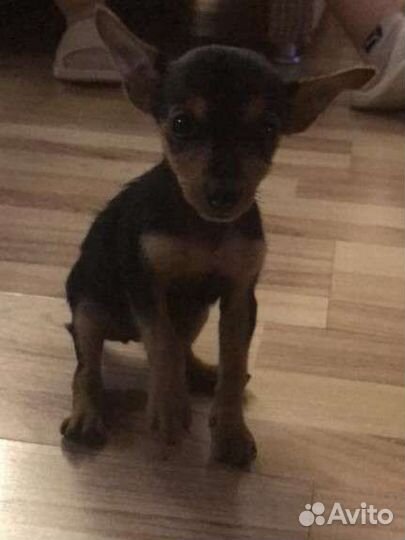 Мини той-терьер