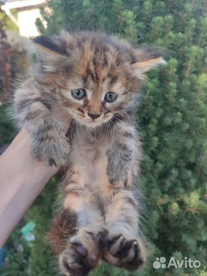 Котята от вислоухой кошки