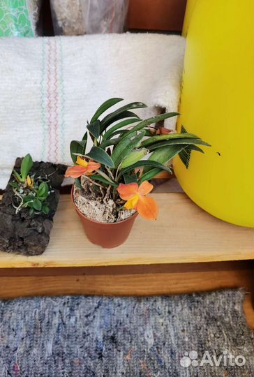 Редкая орхидея cattleya, lepanthes, Пробковый дуб