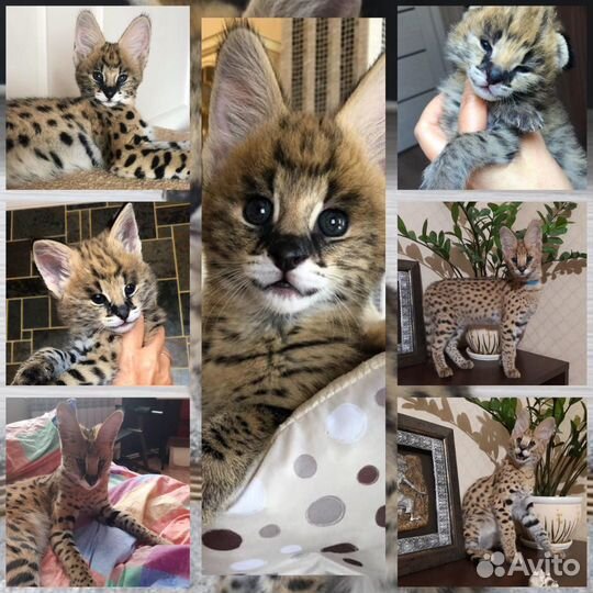 Саванна Ф1 HP