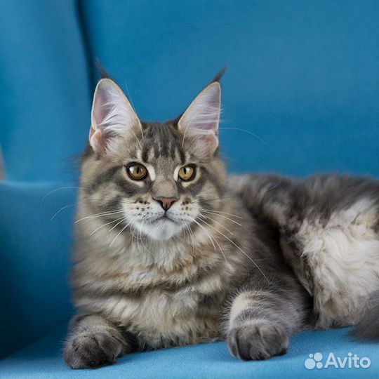 Мальчик Мейн кун