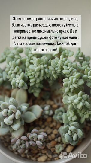 Суккуленты