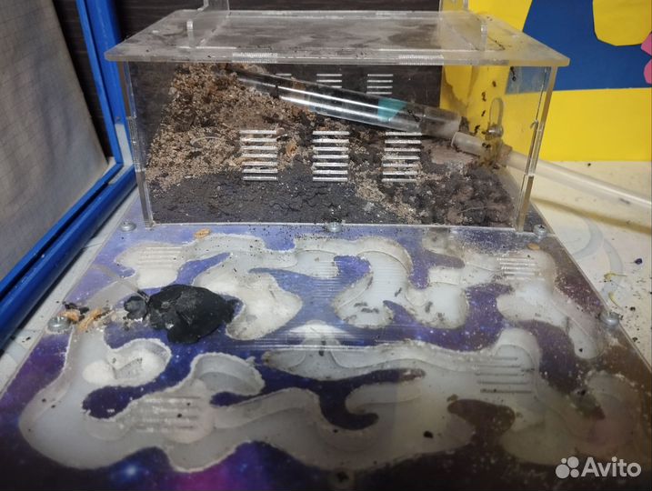 Муравьиная ферма с муравьями