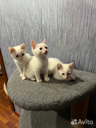 Котята анаталийские