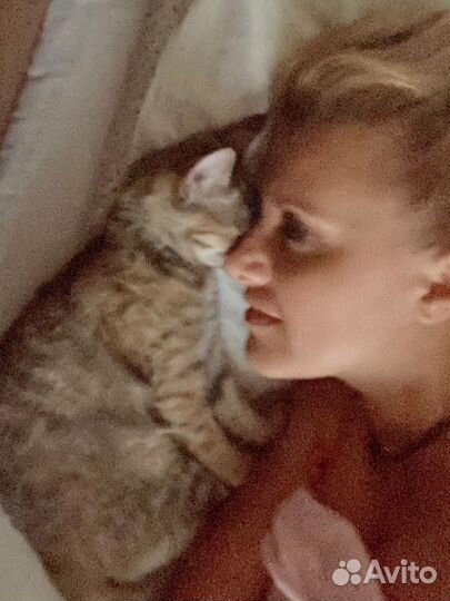 Котоняня, кетситер, зооняня