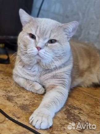 Шотландский котик