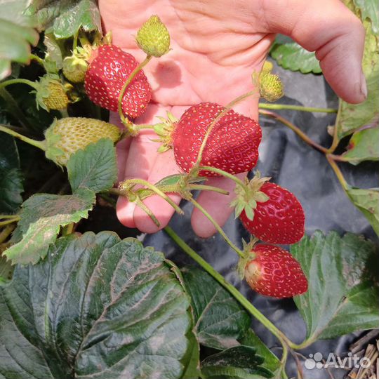 Клубника ремонтантная