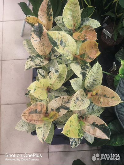 Комнатные растения цветы большие и маленькие