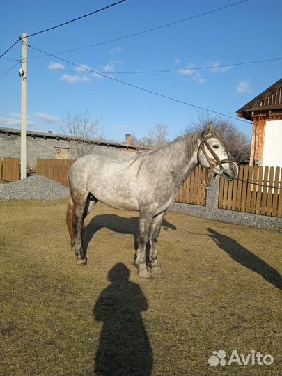 Орловский жеребец