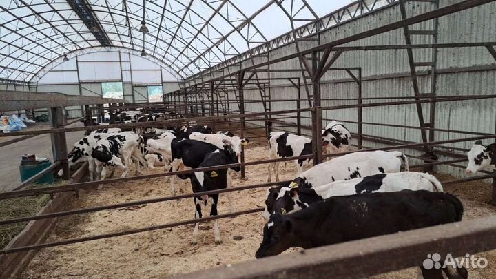 Бычки телята