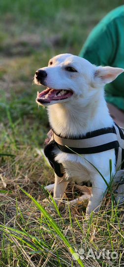 Умочка, мелкая собака добрые ручки