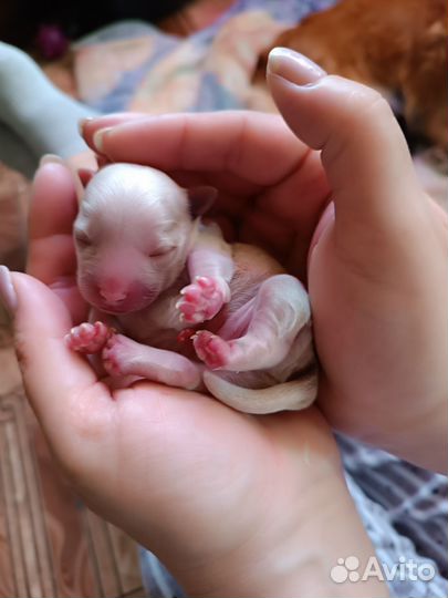 Щеночки в добрые руки. Забронированы оба