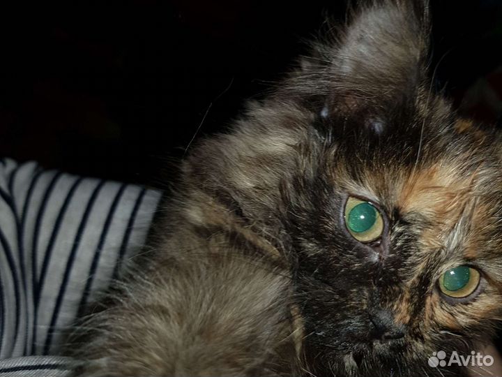 Кошка в дар