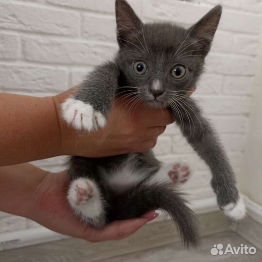 Котята бесплатно в добрые руки