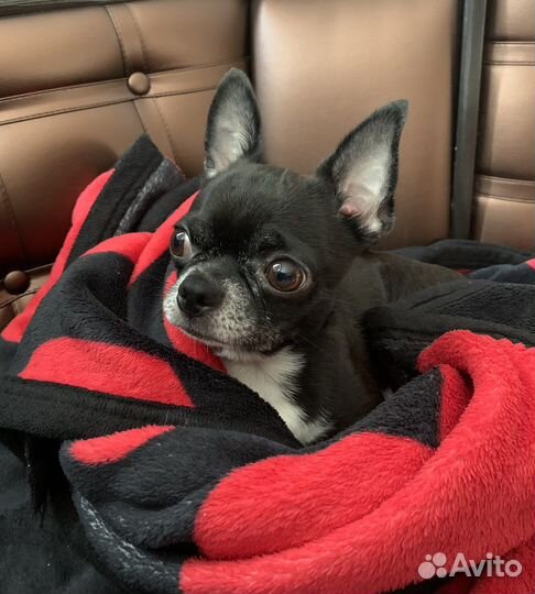 Вязка кобель чихуахуа