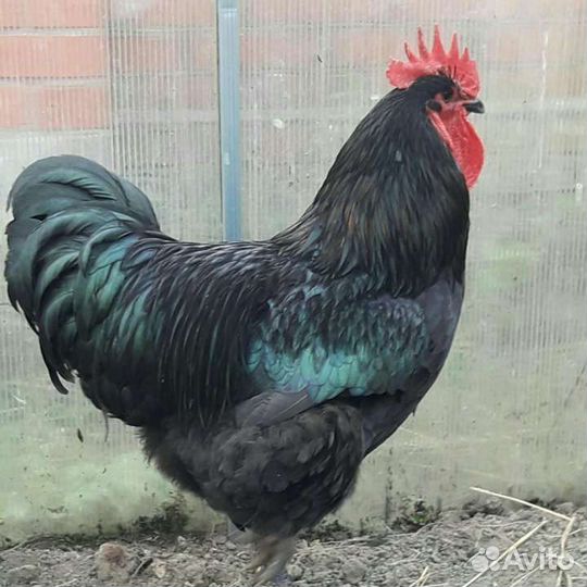 Петух австролорп