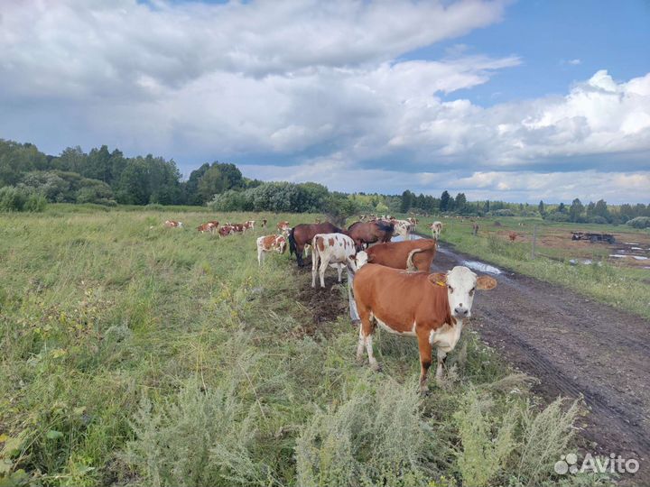 Телята бычки и телки, телки, нетели