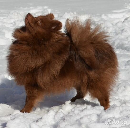 Щенки шпица