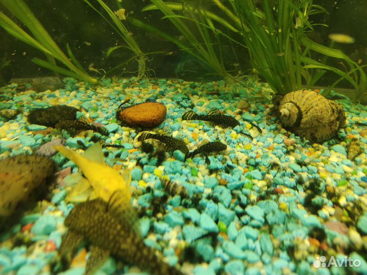 Анциструс сом