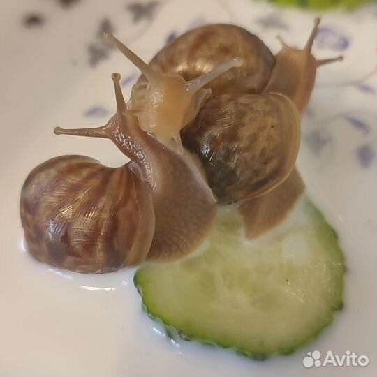 Улитки ахатины бесплатно