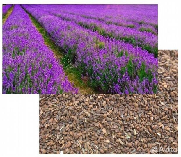 Семена медоносов