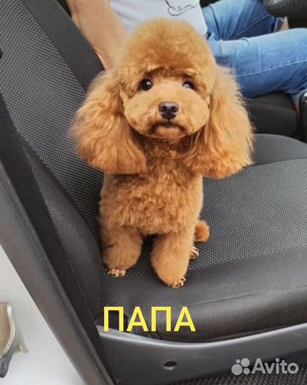 Той- пудель