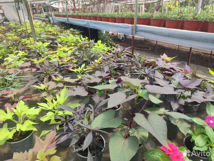 Рассада вегетативного колеуса оптом, ипомеи батат