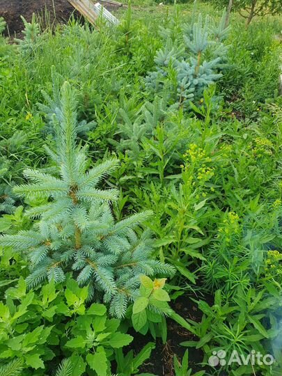 Саженцы ель голубая Глаука