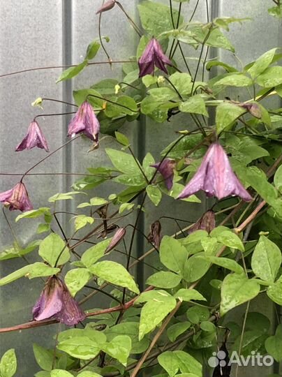 Княжек,климатис,Каприфоль,девичий виноград