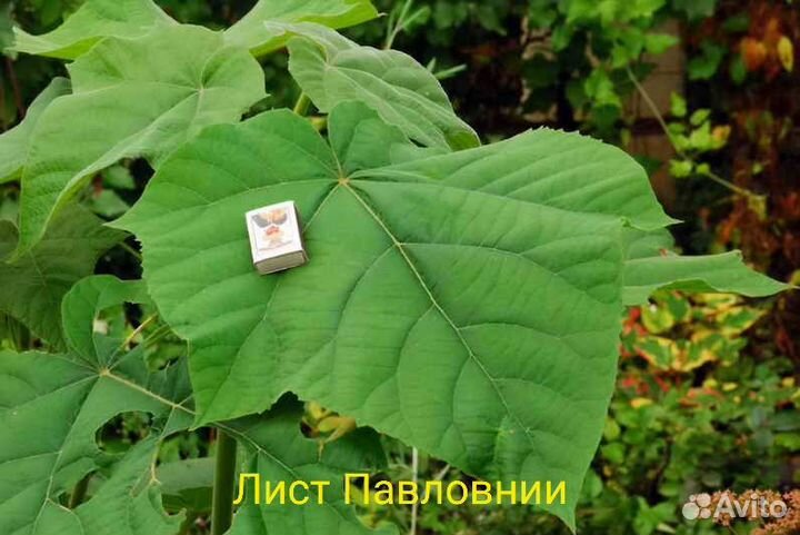 Павловния