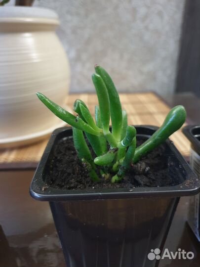 Толстянка хоббит