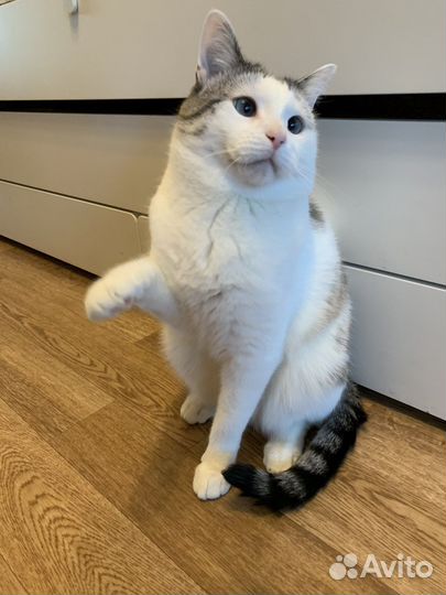 Кот, кисуля, кися-муся в добрые руки