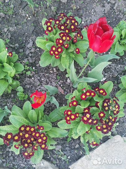 Примула 3 вида в наличии