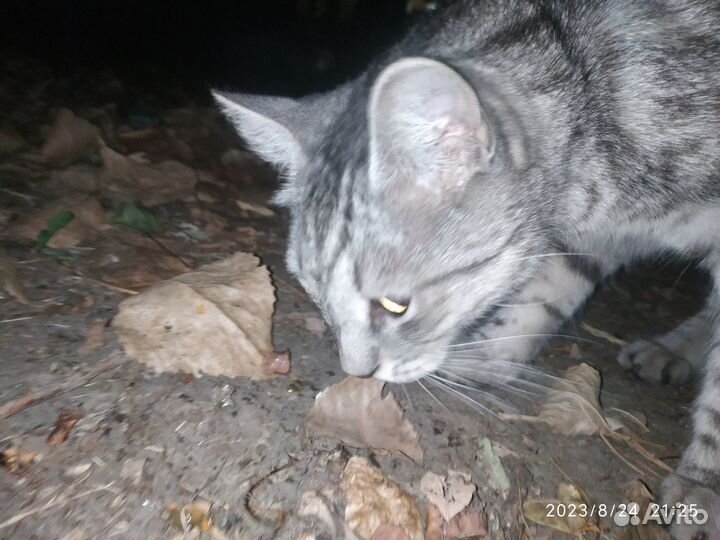 Котик ищет дом