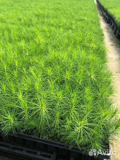 Саженцы ели зкс в розницу