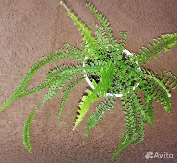 Папоротник комнатный