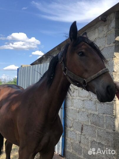 Продается русская рысачка