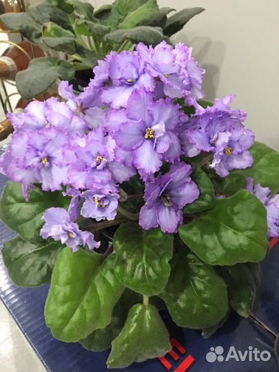 Сортовые фиалки