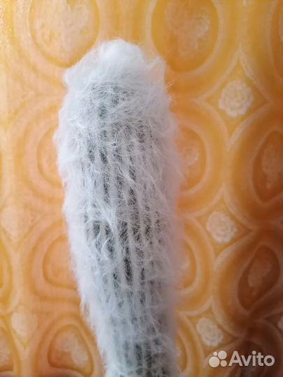 Кактус Эспостоа