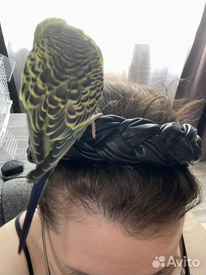 Назойливый волнистый попугай