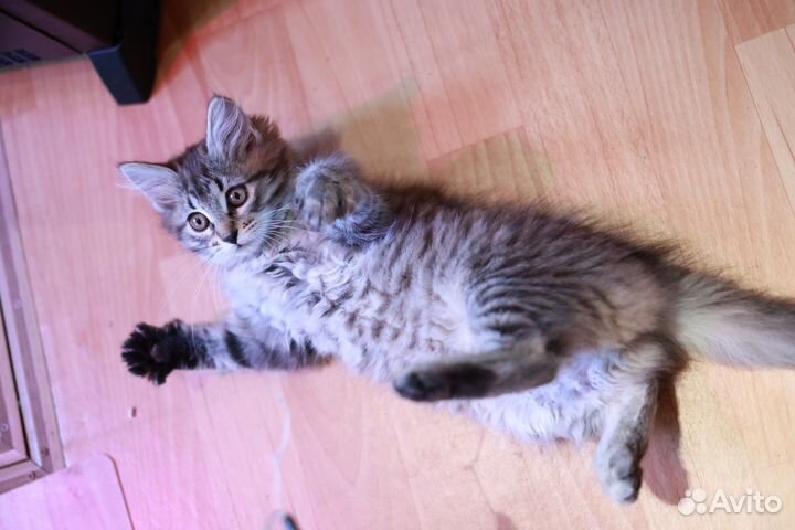 Котенок сибирский метис в дар бесплатно