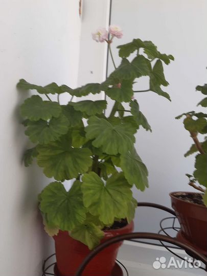 Бегония зоор