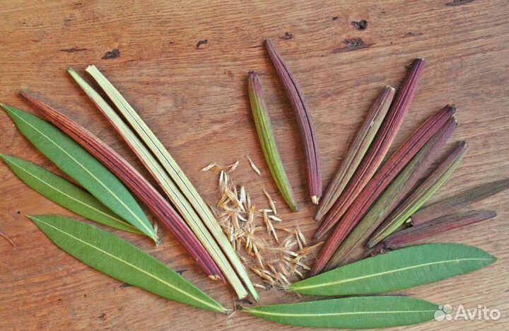 Олеандр обыкновенный, семена