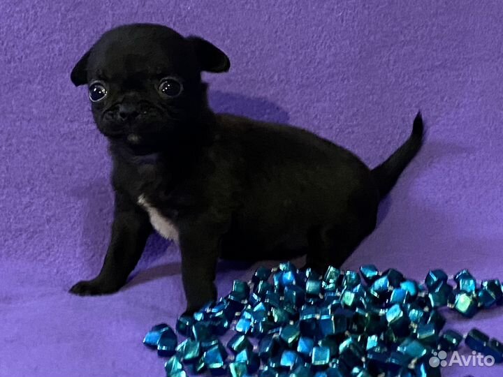 Чихуашки маленькие пантерки