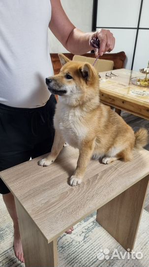 Щенки Сиба-ину