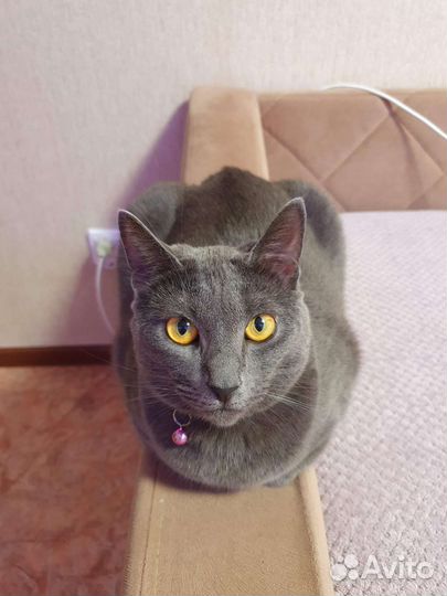 Кошка, смесь породы Бобтейл