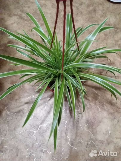 Комнатные растения цветы. Хлорофитум большой