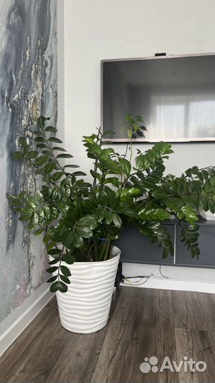 Замиокулькас