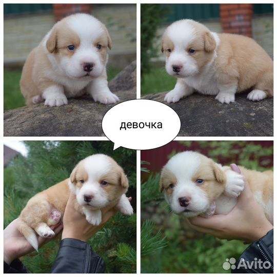 Вельш корги кардиган